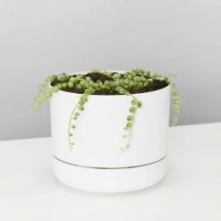 Indoor Garden Cacti & Succulents Variegated String Of Pearls - Pot + Plant