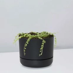 Indoor Garden Cacti & Succulents Variegated String Of Pearls - Pot + Plant