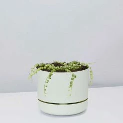 Indoor Garden Cacti & Succulents Variegated String Of Pearls - Pot + Plant