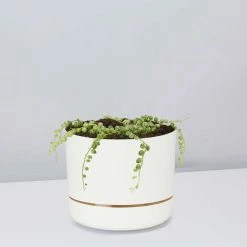 Indoor Garden Cacti & Succulents Variegated String Of Pearls - Pot + Plant
