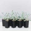 Succulents Senecio Trident Blue Succulent Pack
