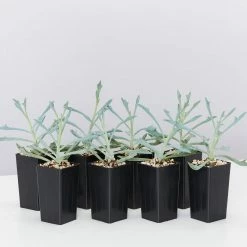 Succulents Senecio Trident Blue Succulent Pack