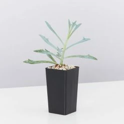 Succulents Senecio Trident Blue Succulent Pack