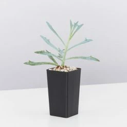 Shrubs A Full Sun - Totally Minimal Effort Garden Pack