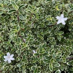 Shrubs Climbing Plants She's All That - The Flowering Pack