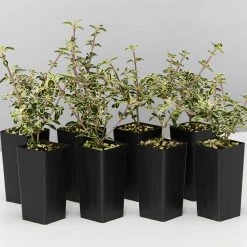 Shrubs Serissa Foetida Snow Leaves