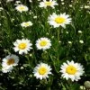 Shrubs Leucanthemum Superbum Border Plants