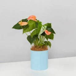 Urban Eden Sky Blue Vessel + Potted Plant
