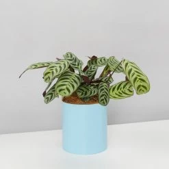 Urban Eden Sky Blue Vessel + Potted Plant