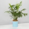 Urban Eden Sky Blue Vessel + Potted Plant