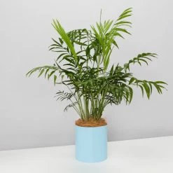 Urban Eden Sky Blue Vessel + Potted Plant