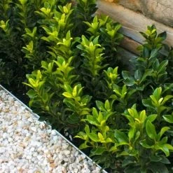 Shrubs Rhaphiolepis Snow Maiden Dwarf Hedge Pack