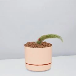 Cacti LECA + Soft Monkey Tail Cactus Planter Easy Care Plants