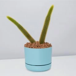 Cacti LECA + Golden Monkey Tail Cactus 🌵 Planter Easy Care Plants