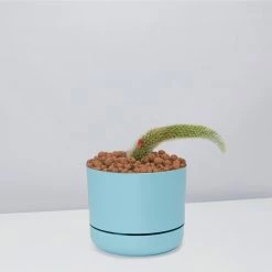 Cacti LECA + Soft Monkey Tail Cactus Planter Easy Care Plants