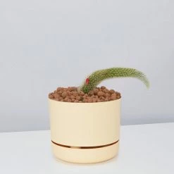 Cacti LECA + Soft Monkey Tail Cactus Planter Easy Care Plants