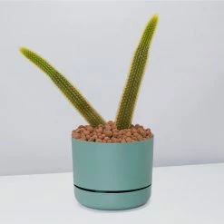 Cacti LECA + Golden Monkey Tail Cactus 🌵 Planter Easy Care Plants