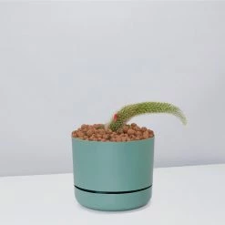 Cacti LECA + Soft Monkey Tail Cactus Planter Easy Care Plants