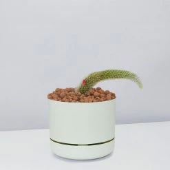 Cacti LECA + Soft Monkey Tail Cactus Planter Easy Care Plants