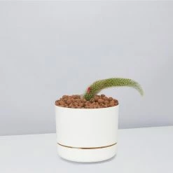 Cacti LECA + Soft Monkey Tail Cactus Planter Easy Care Plants