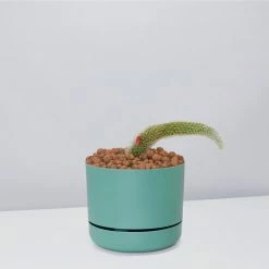 Cacti LECA + Soft Monkey Tail Cactus Planter Easy Care Plants