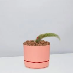 Cacti LECA + Soft Monkey Tail Cactus Planter Easy Care Plants