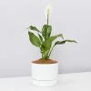 Pot + Plant Gift Box Easy Care Plants Spathiphyllum Variety - Pot + Plant + Soil