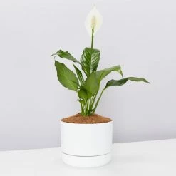 Pot + Plant Gift Box Easy Care Plants Spathiphyllum Variety - Pot + Plant + Soil