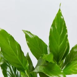 Indoor Garden Spathiphyllum Carlos