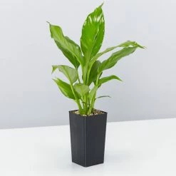 Indoor Garden Air Purifier Houseplant Pack 🌱 Air Purifying