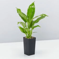 Indoor Garden Green Wall Pack - Indoors