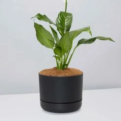 Pot + Plant Gift Box Easy Care Plants Spathiphyllum Variety - Pot + Plant + Soil