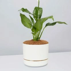 Pot + Plant Gift Box Easy Care Plants Spathiphyllum Variety - Pot + Plant + Soil