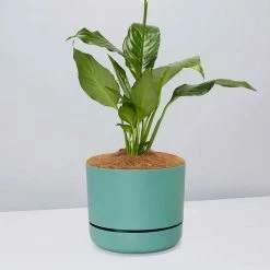 Pot + Plant Gift Box Easy Care Plants Spathiphyllum Variety - Pot + Plant + Soil