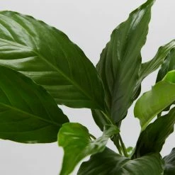 Plants In A Box Easy Care Plants Spathiphyllum Flower Bunch