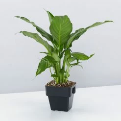Indoor Garden Plant Packs Mr Kitly 3 Plants & 3 Pots - 250mm