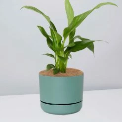 Pot + Plant Gift Box Easy Care Plants Spathiphyllum Variety - Pot + Plant + Soil