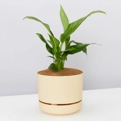 Pot + Plant Gift Box Easy Care Plants Spathiphyllum Variety - Pot + Plant + Soil