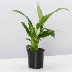 Pot + Plant Gift Box Easy Care Plants Spathiphyllum Variety - Pot + Plant + Soil