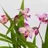 Indoor Garden Spathoglottis Far Out Freckles 85mm Border Plants