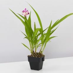 Indoor Garden Spathoglottis Far Out Freckles 85mm Border Plants