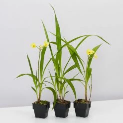 Indoor Garden Spathoglottis Lemon Kiss 85mm Border Plants
