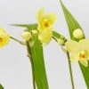 Indoor Garden Assorted Box Of Flowering Orchids 'Spathoglottis' 85mm Border Plants
