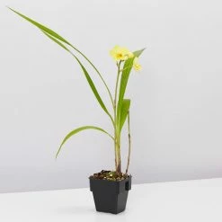 Indoor Garden Spathoglottis Lemon Kiss 85mm Border Plants