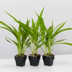 Shrubs Spathoglottis Plicata Snow Angel 85mm