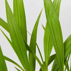 Shrubs Spathoglottis Plicata Snow Angel 85mm