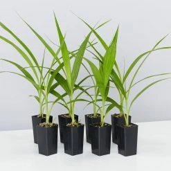 Indoor Garden Border Plants Spathoglottis Plicata Snow Angel