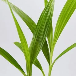 Indoor Garden Border Plants Spathoglottis Plicata Snow Angel 9 Indoor Garden Border Plants Spathoglottis Plicata Snow Angel