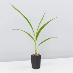 Shrubs Spathoglottis Lemon Kiss Full Sun