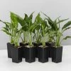 Plants In A Box Easy Care Plants Spathiphyllum Jet Diamond
